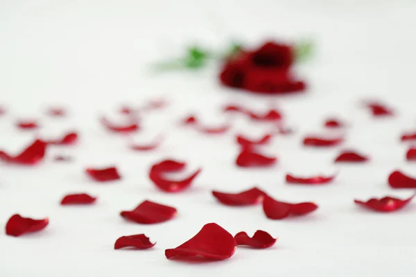 Red petals on bed, close up Royalty Free Stock Photos