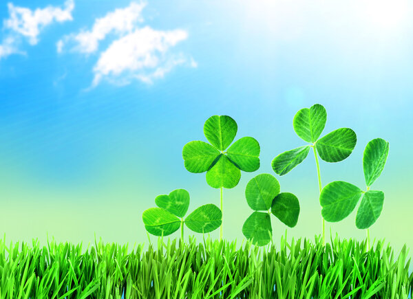 Клевер листья в траве на фоне голубого неба
