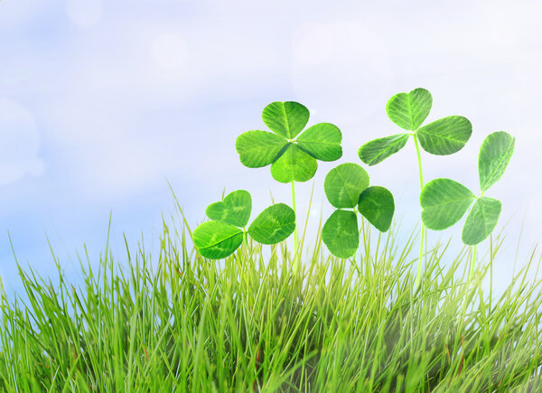 Листья клевера в траве на голубом фоне неба
