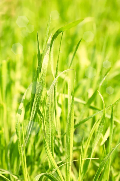 Groen gras met dauw op aard achtergrond, close-up — Stockfoto