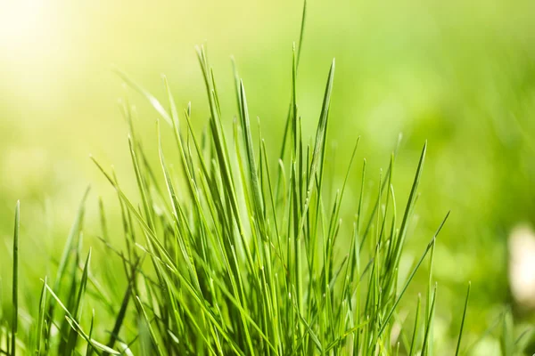 Green grass, close up — Stock Photo, Image