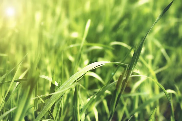 Green grass, close up — Stock Photo, Image