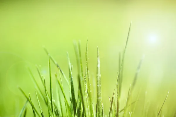 Grünes Gras mit Tau, Nahaufnahme — Stockfoto