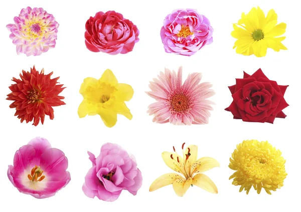 Mooie bloemen collage, geïsoleerd op wit — Stockfoto