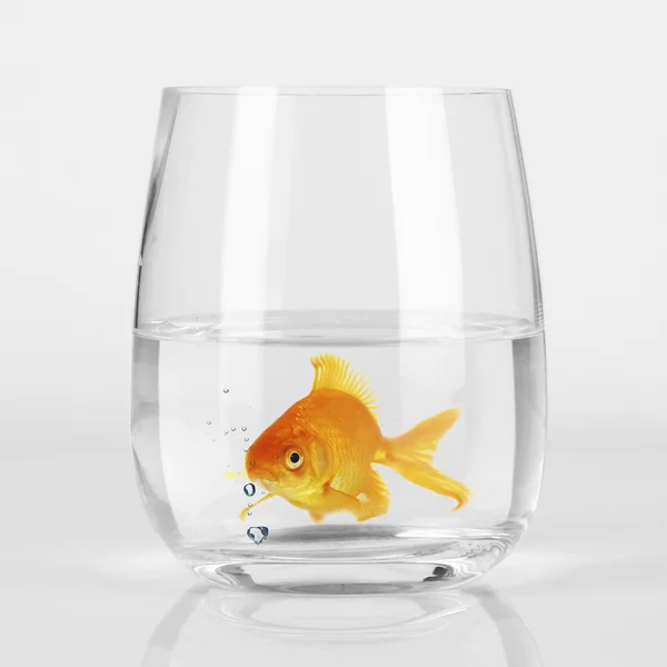 Peixe-dourado em vidro, de perto — Fotografia de Stock