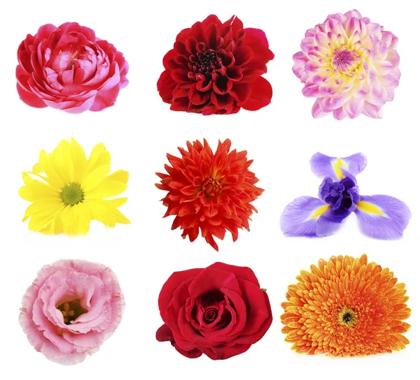 Beautiful flowers collage Royalty Free Stock Images