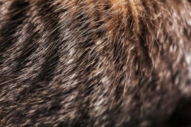 Saç soyulmuş kedi, makro görünümü