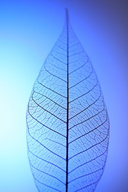 Mavi arka plan, iskelet yaprağına yakın çekim