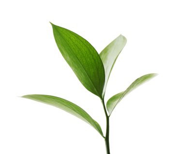 Beyaz izole taze yeşil yaprakları ile şube