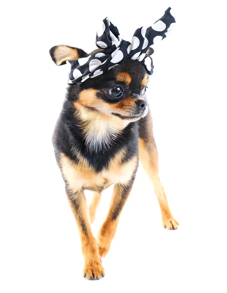 Schattig chihuahua puppy in kleur stippen Bandana geïsoleerd op wit — Stockfoto