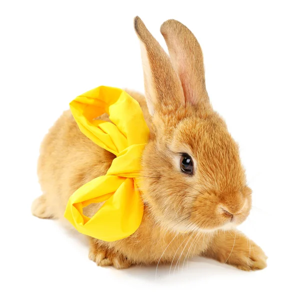 Cute brown rabbit with scarf isolated on white — Stock Photo, Image