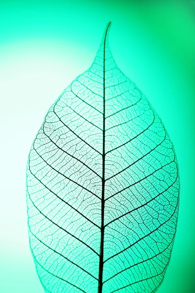 Hoja de esqueleto sobre fondo verde, de cerca — Foto de Stock