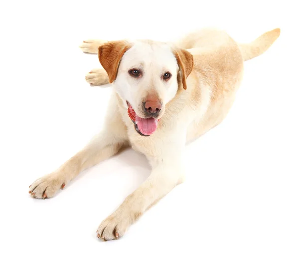 Lindo perro aislado sobre fondo blanco — Foto de Stock