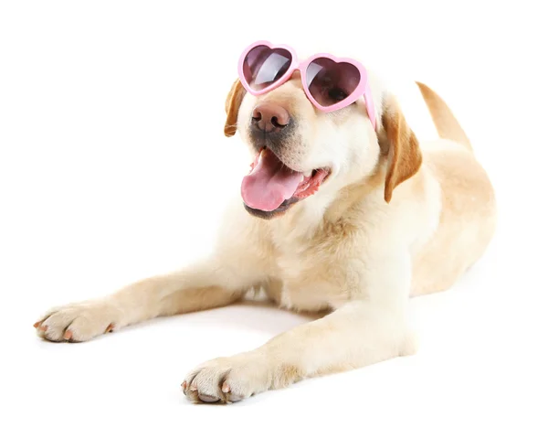 白い背景で隔離のサングラスをかけたかわいい犬 — ストック写真