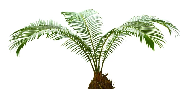 Green palm tree on light background — Stock Photo, Image