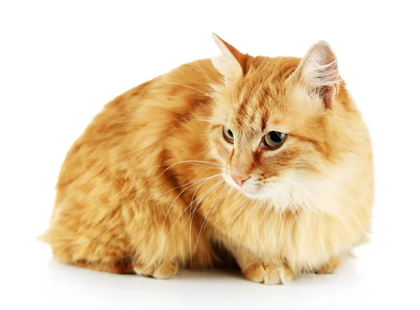 白地に隔離された赤い猫 — ストック写真