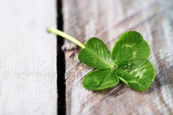 Green clover leaf on wooden background — Stock Photo, Image