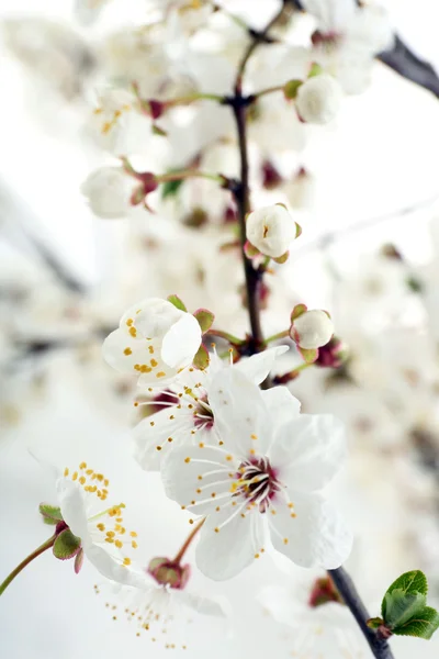 Квітучі гілки, крупним планом — стокове фото