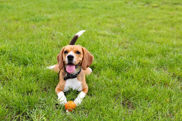 Funny cute dog in park — Stock Photo, Image