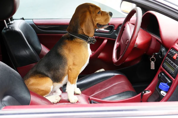 Смешная милая собачка в машине — стоковое фото
