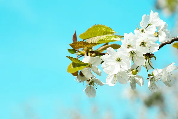 Floraison printanière — Photo