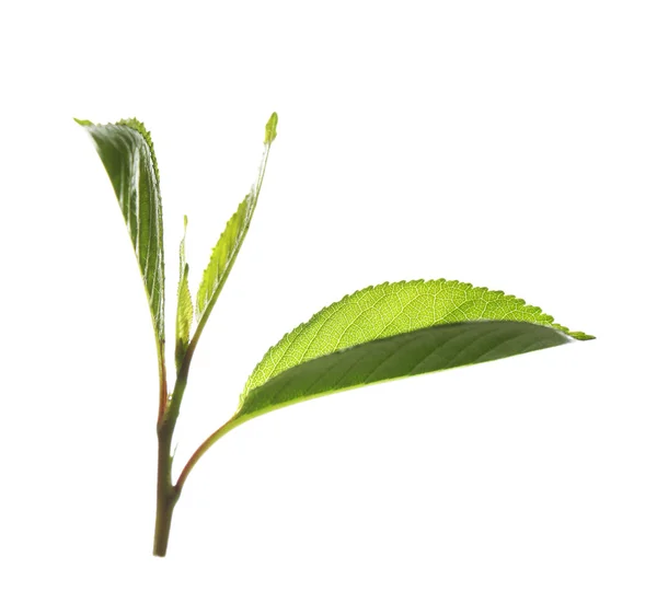 Zweig mit frischen grünen Blättern, isoliert auf weiß — Stockfoto
