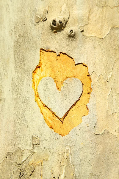 Coeur sculpté dans un arbre gros plan — Photo