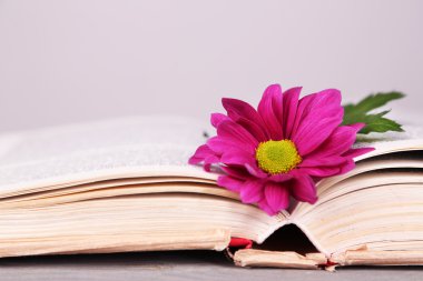Açık renkli, closeup kitap ile tek çiçek