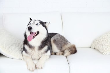 Güzel şirin husky kanepe beyaz odada yatan