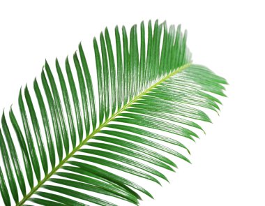 Sago palmiye ağacının yaprak yeşil