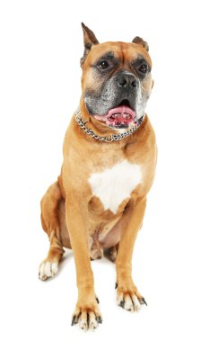 Beyaz arkaplanda izole edilmiş sevimli köpek