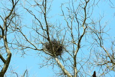 Kuş yuvası gökyüzü arka plan üzerinde dallarında