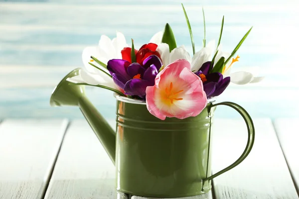 Beautiful spring flowers in metal watering can on blue background — Stock Photo, Image