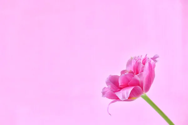 Tulipani rosa su sfondo colore — Foto Stock