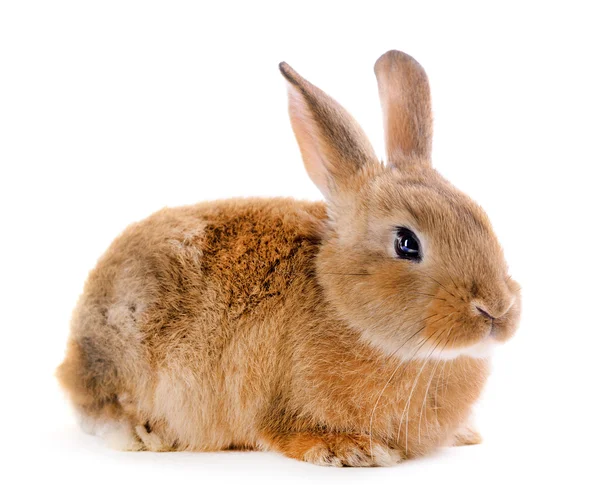 Kleine konijn geïsoleerd op wit — Stockfoto