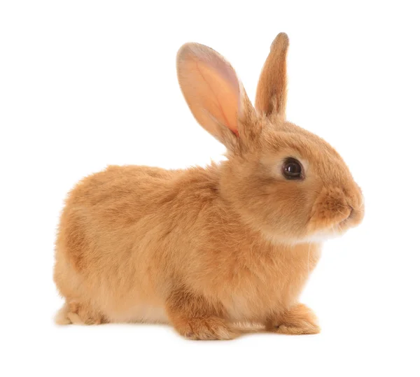 Kleine konijn geïsoleerd op wit — Stockfoto