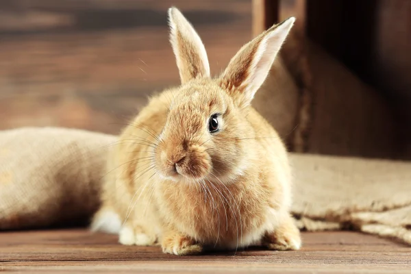 Pequeno coelho no fundo de madeira — Fotografia de Stock