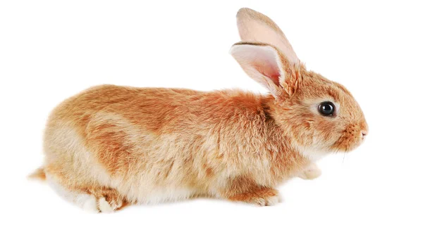 Cute rabbit, isolated on white — Stock Photo, Image