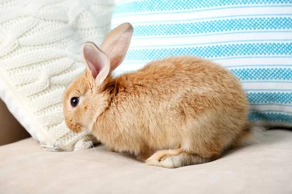 Niedliches Kaninchen auf dem Sofa, Nahaufnahme — Stockfoto