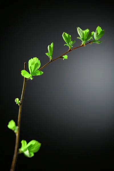 Young foliage on twig, on grey background — Stock Photo, Image