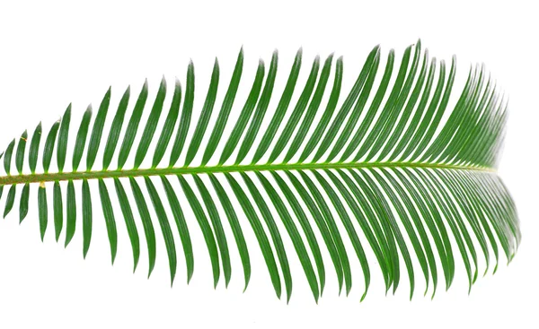 Zielony liść palmy sago — Zdjęcie stockowe