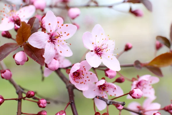 Ramitas de árboles florecientes con flores rosas en primavera de cerca — Foto de Stock