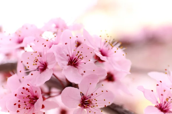 Blooming tree twigs with pink flowers — Stock Photo, Image