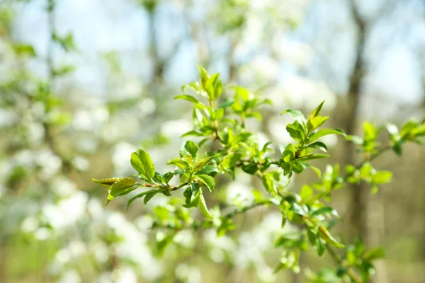 Green leaves on twigs in spring — Stock Photo, Image