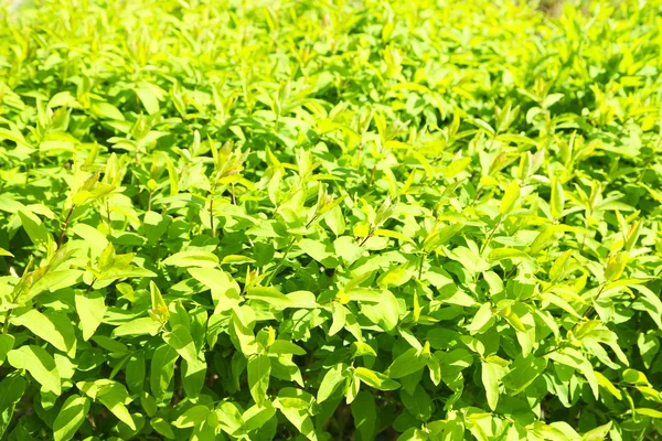 Hermoso arbusto verde de cerca —  Fotos de Stock