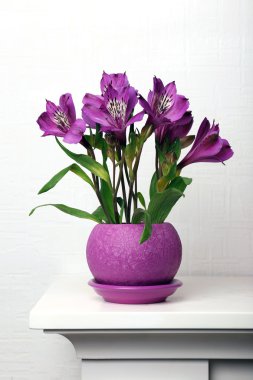 Işık arka plan üzerinde tencerede güzel alstroemeria