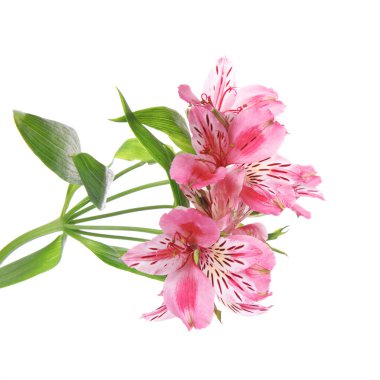 Güzel alstroemeria üzerinde beyaz izole