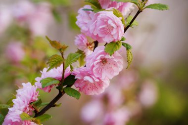 Güzel meyve çiçeği