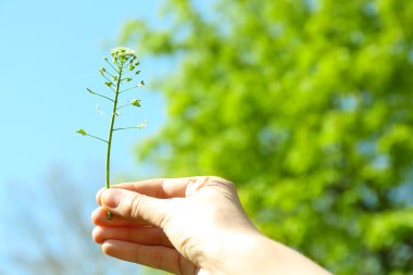 Küçük güzel çiçek mavi gökyüzü arka plan üzerinde tutan el
