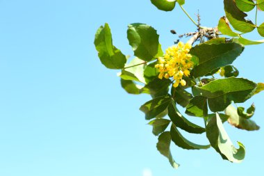 Sarı çiçekli güzel yeşil dal